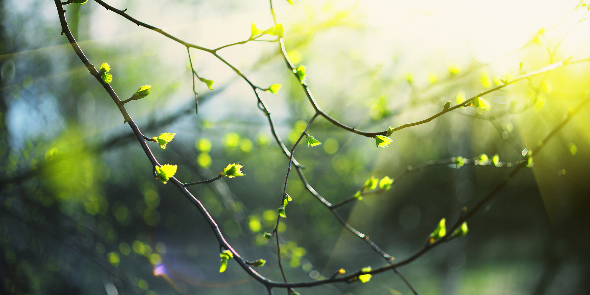 Closeup of birch bud leaves in spring in the forest.